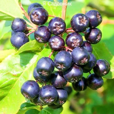 Саженцы Рябины "Галичанка": отзывы и описание сорта Саженцы Рябины "Галичанка": отзывы и описание сорта