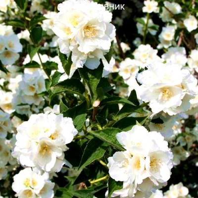 Саженцы Жасмина "Мон Блан": фото и описание сорта Саженцы Жасмина "Мон Блан": фото и описание сорта