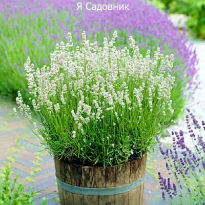 Саженцы Лаванды "Эллеганс Айс": отзывы и описание сорта Саженцы Лаванды "Эллеганс Айс": отзывы и описание сорта