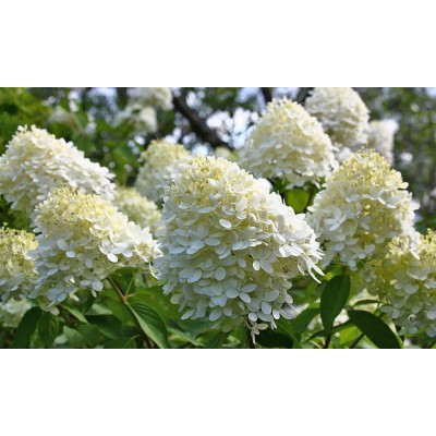 Саженцы Гортензии "Бомбшелл": отзывы и описание сорта Саженцы Гортензии "Бомбшелл": отзывы и описание сорта