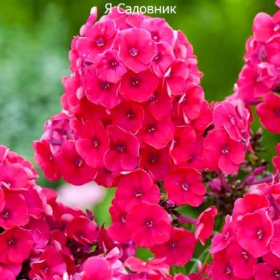 Саженцы Флоксов "Гренадин Дрим": цена и описание сорта Саженцы Флоксов "Гренадин Дрим": цена и описание сорта