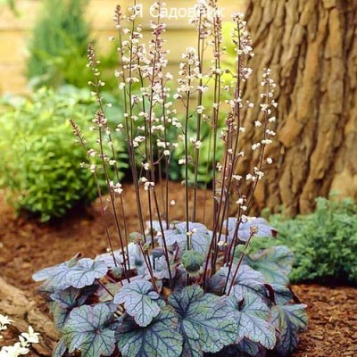 Саженцы Гейхеры "Сильвер Скроллс": цена и описание сорта Саженцы Гейхеры "Сильвер Скроллс": цена и описание сорта