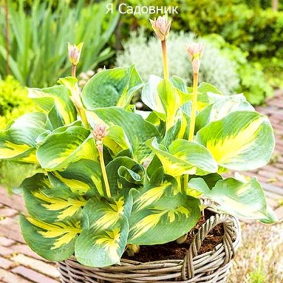 Саженцы Хост "Бич Бой": фото и описание сорта Саженцы Хост "Бич Бой": фото и описание сорта