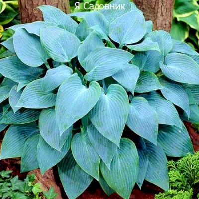 Саженцы Хост "Тру Блю": отзывы и описание сорта Саженцы Хост "Тру Блю": отзывы и описание сорта