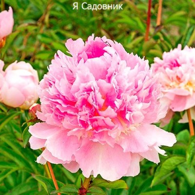 Пионы "Эденс Парфюм": цена и описание сорта Пионы "Эденс Парфюм": цена и описание сорта