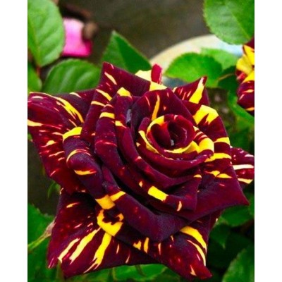 Саженцы Чайно-Гибридных Роз "Абракадабра": отзывы и описание сорта Саженцы Чайно-Гибридных Роз "Абракадабра": отзывы и описание сорта