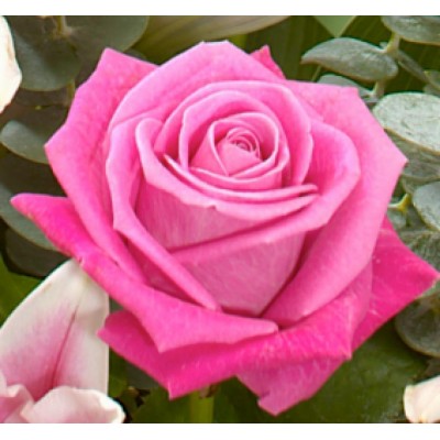 Саженцы Чайно-Гибридных Роз "Аква": отзывы и описание сорта Саженцы Чайно-Гибридных Роз "Аква": отзывы и описание сорта