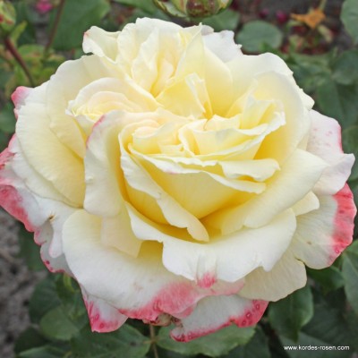 Саженцы Чайно-Гибридных Роз "Атена": отзывы и описание сорта Саженцы Чайно-Гибридных Роз "Атена": отзывы и описание сорта