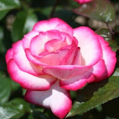 Саженцы Чайно-Гибридных Роз "Атлас": цена и описание сорта Саженцы Чайно-Гибридных Роз "Атлас": цена и описание сорта