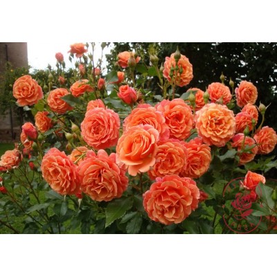 Саженцы Парковых Роз "Бельведер": отзывы и описание сорта Саженцы Парковых Роз "Бельведер": отзывы и описание сорта