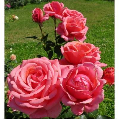 Саженцы Чайно-Гибридных Роз "Бермуда": цена и описание сорта Саженцы Чайно-Гибридных Роз "Бермуда": цена и описание сорта